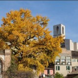 Viale Roma appartamento ristrutturato